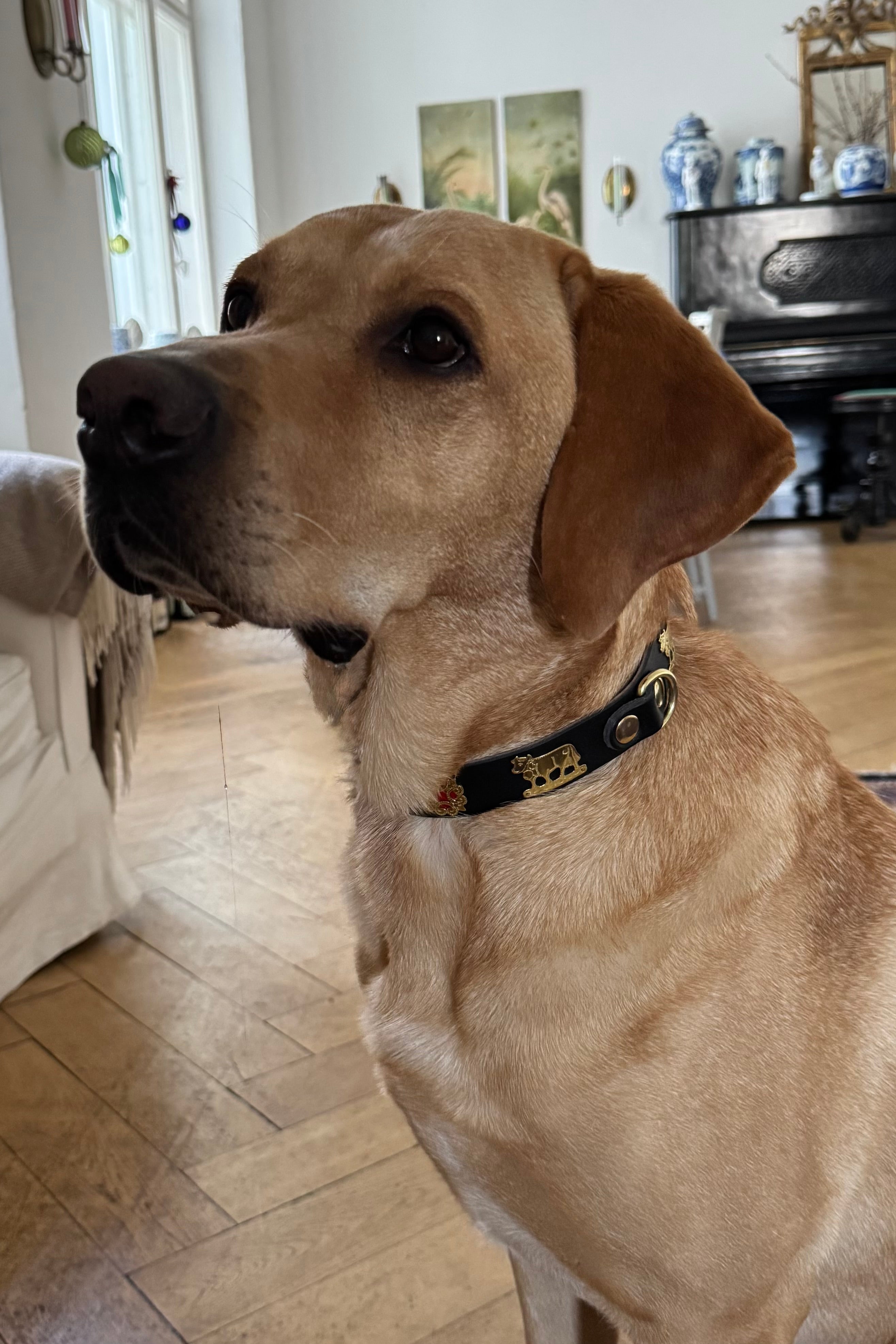 Appenzell Chüeli Dog Collar Red