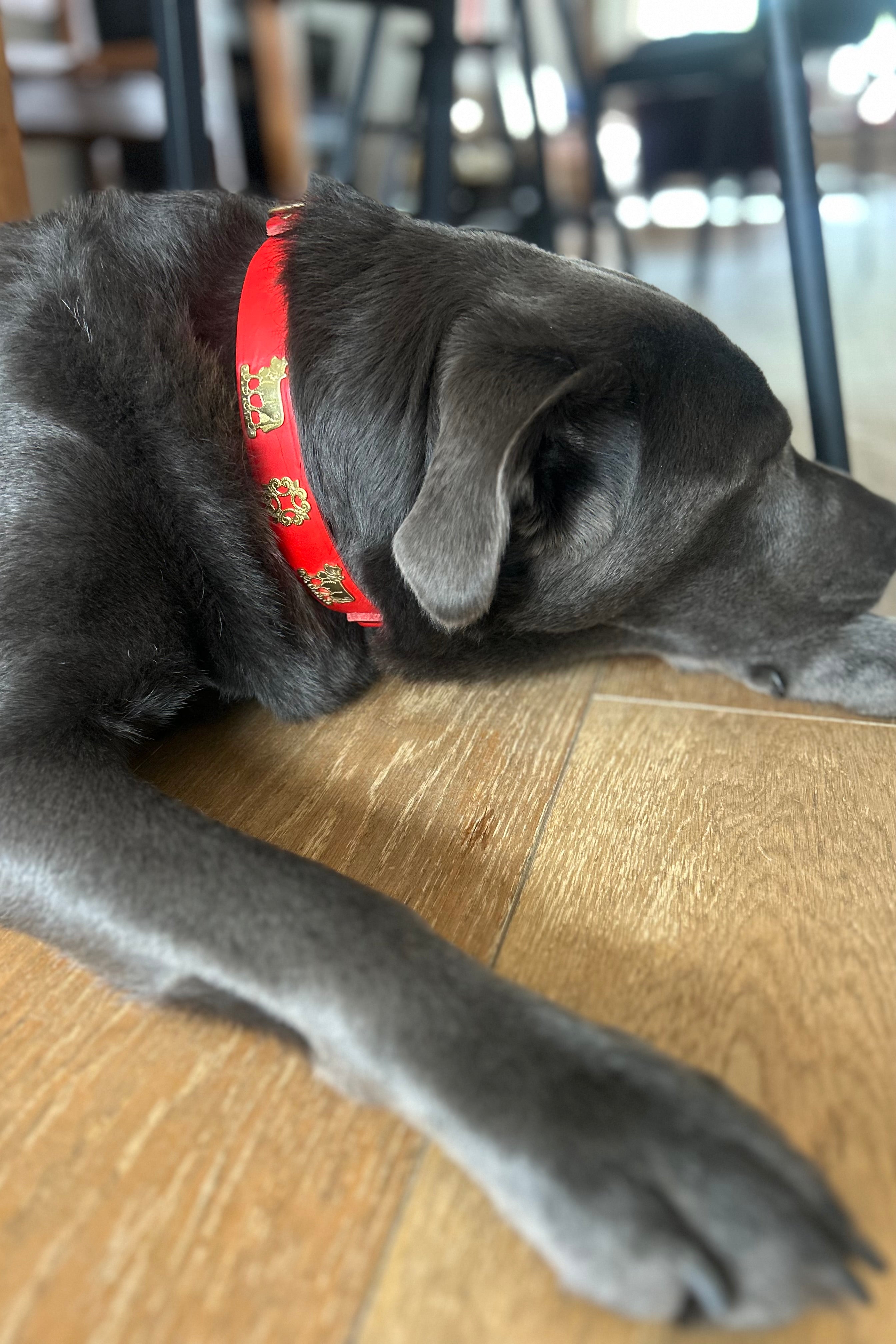 Appenzell Chüeli Dog Collar Red